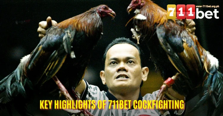 711Bet Cockfighting offers up to hundreds of live matches every day